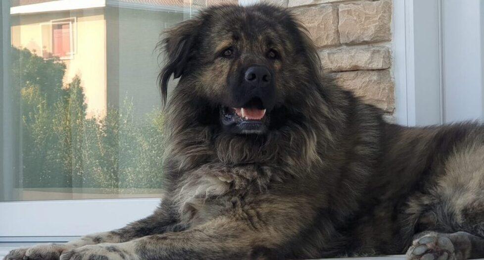 Scappa da casa e morde un operaio: il cane finisce in “libertà vigilata”