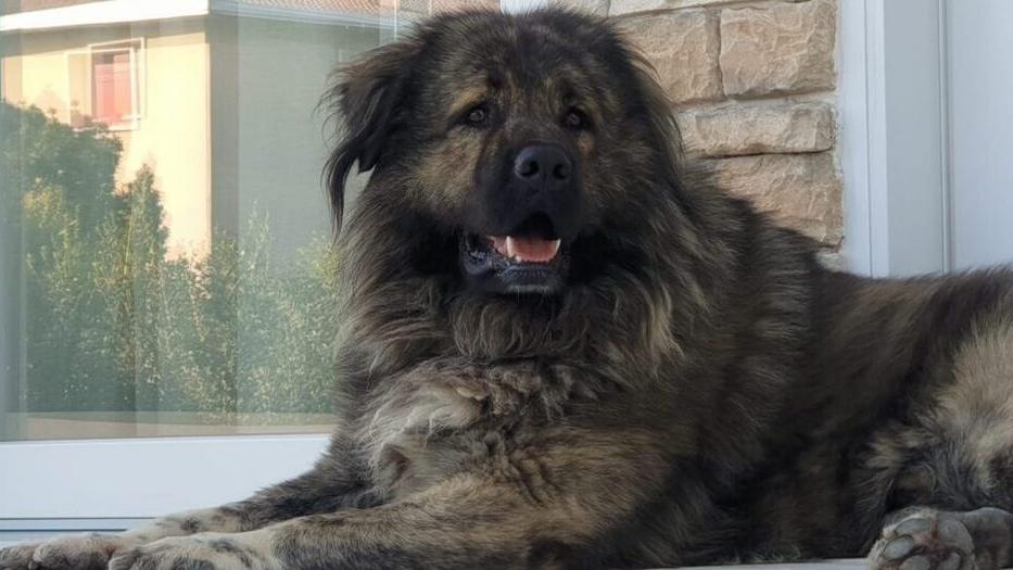 Scappa da casa e morde un operaio: il cane finisce in “libertà vigilata”