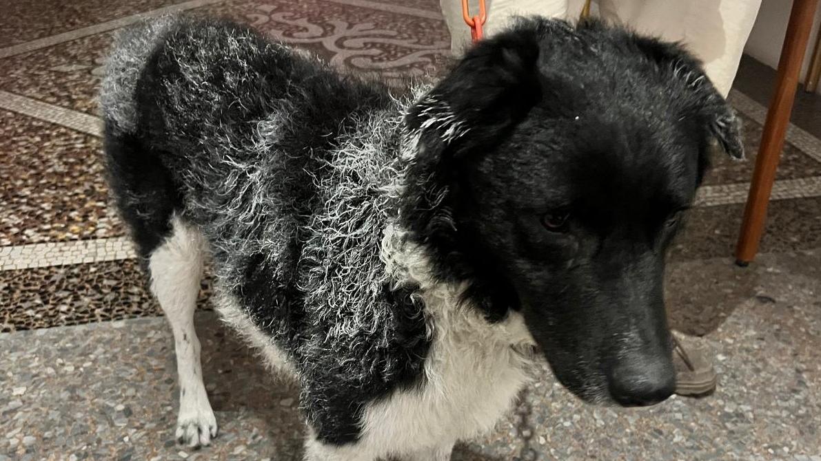 Lucca, prende a calci il suo cane poi minaccia i poliziotti
