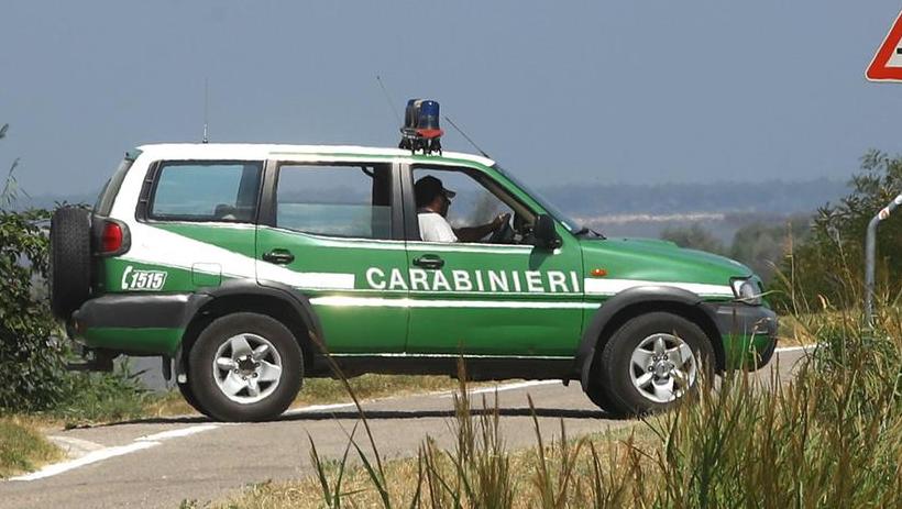 Argenta, l’allevamento cani è abusivo: arriva l’ordinanza di chiusura