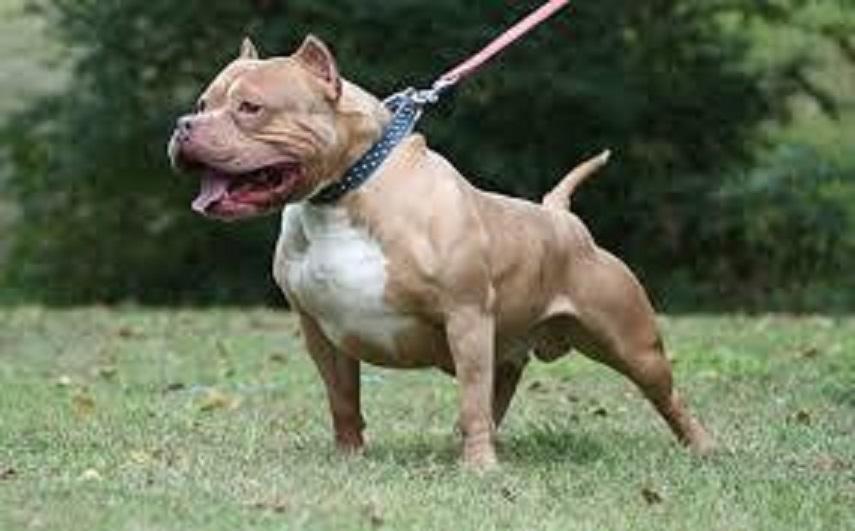 Scandiano, donna e il suo cagnolino aggrediti da due pitbull scappati da casa