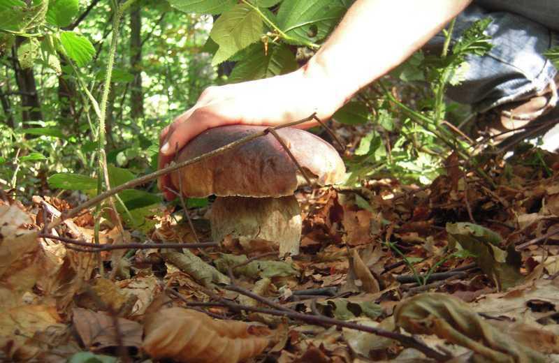 Appenino, nel regno dei funghi: un mondo da conoscere, tra sapori rischi e leggende – La parola all’esperto