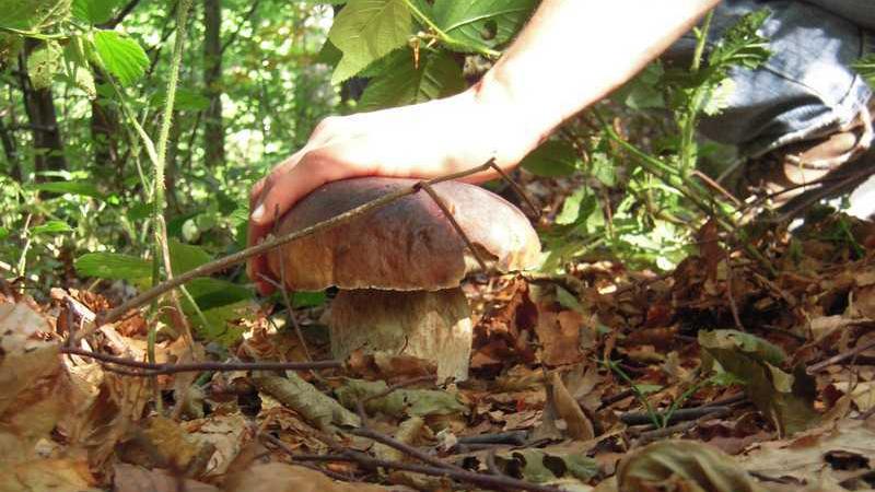 Appenino, nel regno dei funghi: un mondo da conoscere, tra sapori rischi e leggende – La parola all’esperto