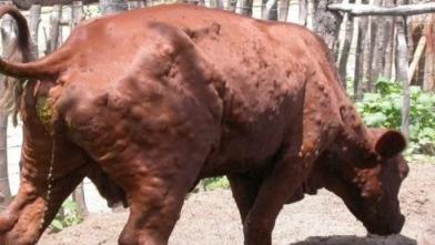 Dermatite nodulare bovina contagiosa: nuovo focolaio in un allevamento – Ecco dove