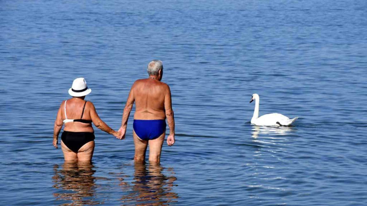 Il cigno nello specchio d’acqua davanti all’ex Torre Fiat a Marina di Massa (foto Cuffaro scattata il 9 luglio)