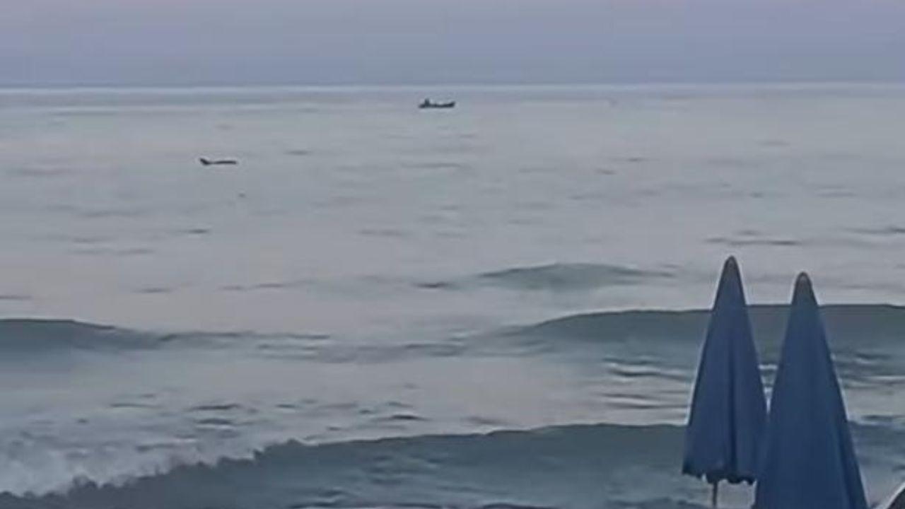 Un branco di delfini nel mare a Massa, lo spettacolo conquista i bagnanti – Video