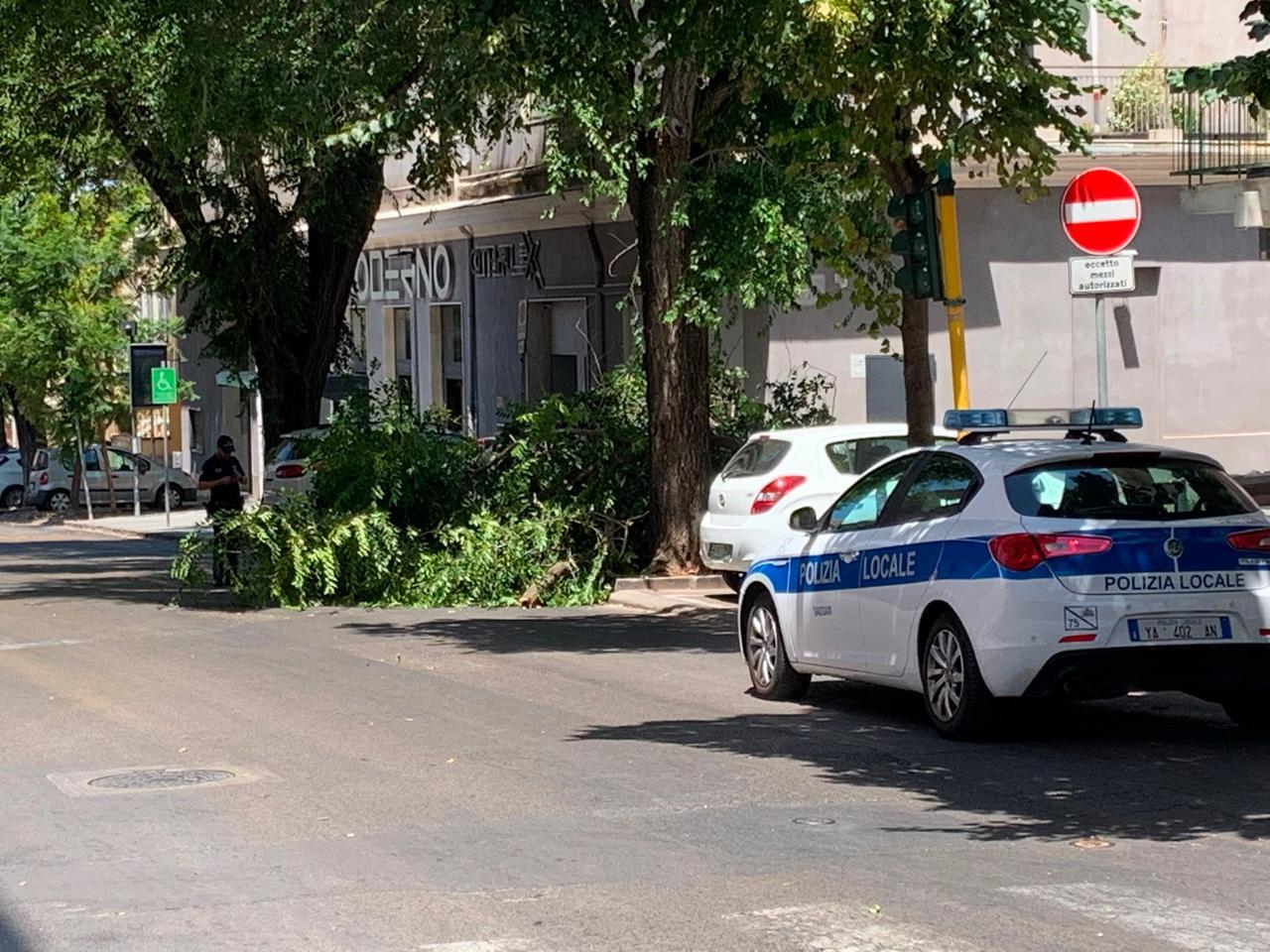 Sassari, grosso ramo crolla in viale Umberto: tragedia sfiorata davanti al Cityplex