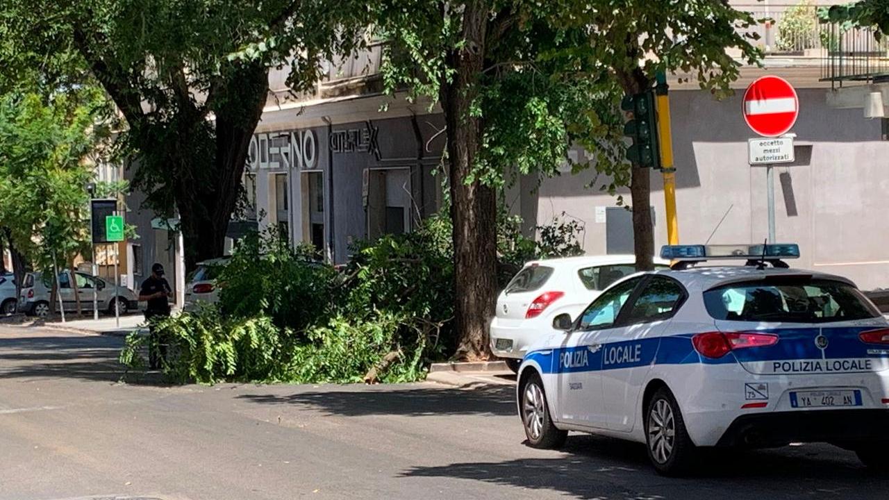 Sassari, grosso ramo crolla in viale Umberto: tragedia sfiorata davanti al Moderno