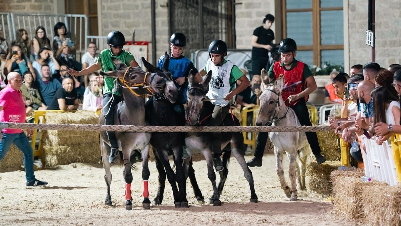 Palio degli asinelli, Talanas fa il bis in groppa a Django
