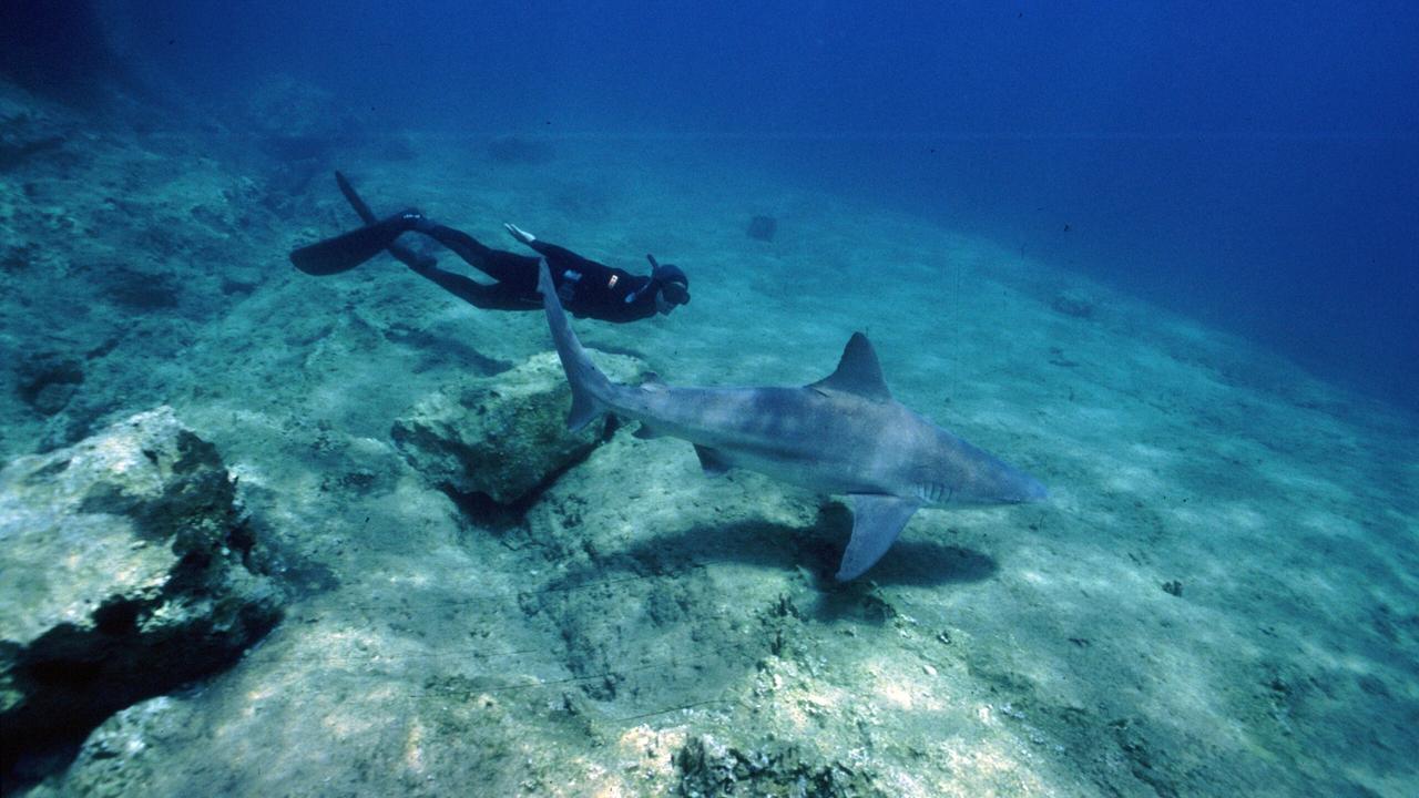 Squali in Sardegna, tra paura e falsi miti: «Nel Mediterraneo sono loro a essere in pericolo»