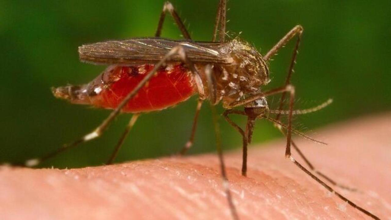 West Nile, a Modena il primo caso dell’Emilia Romagna nel 2026