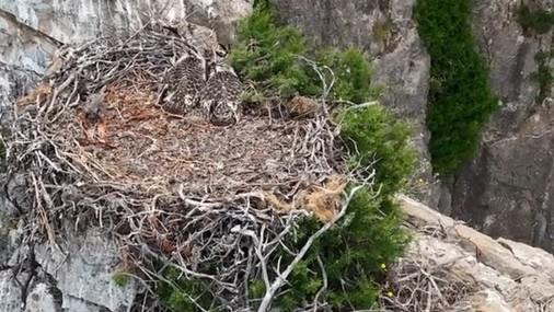 Dopo 60 anni il falco pescatore torna a nidificare sull’isola – Ecco dove alleva i suoi pulcini