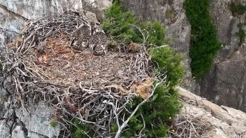 Dopo 60 anni il falco pescatore torna a nidificare sull’isola – Ecco dove alleva i suoi pulcini