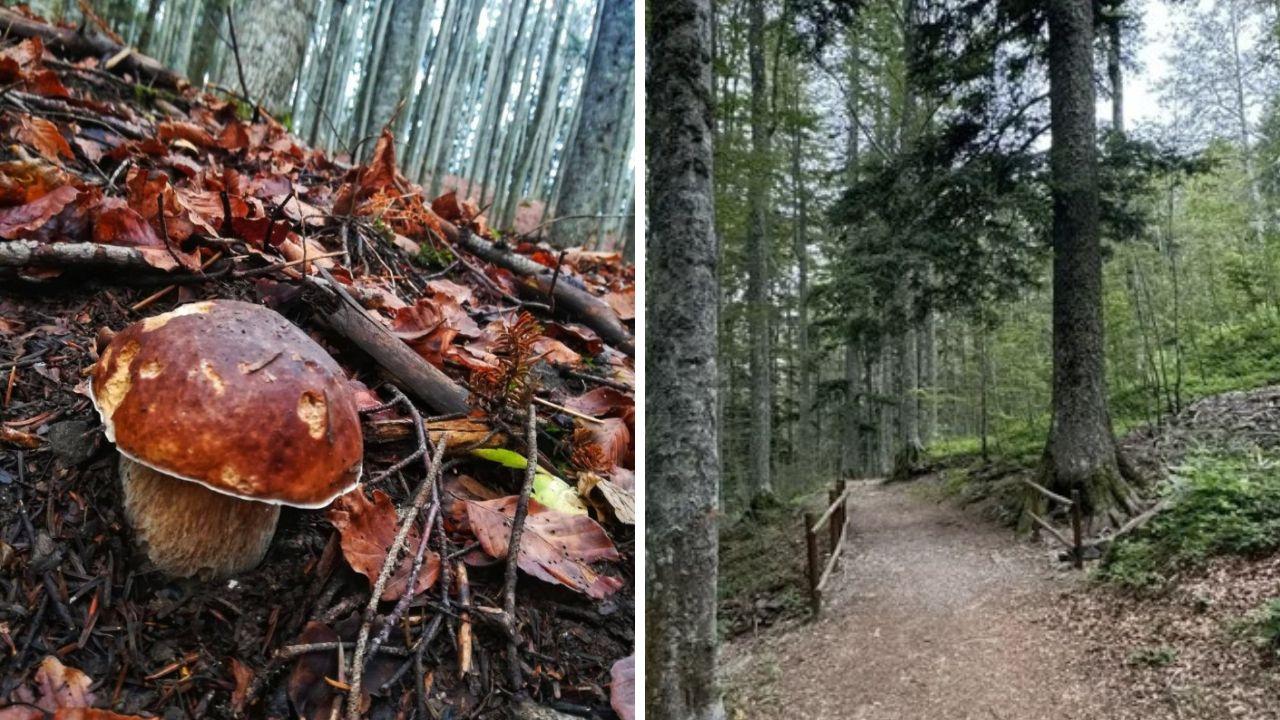 Funghi porcini in Toscana, dove trovarli adesso: i boschi migliori e i consigli del micologo