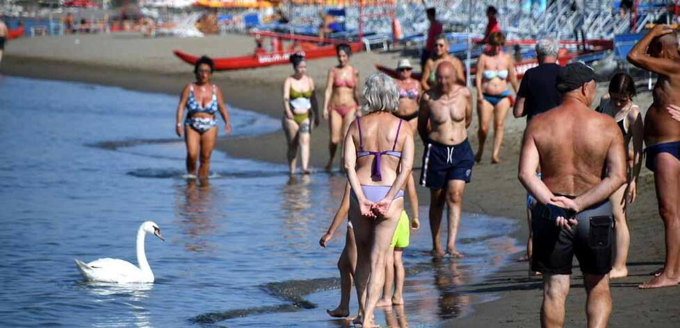 
	Un cigno avvistato a Marina di Massa nei giorni scorsi

