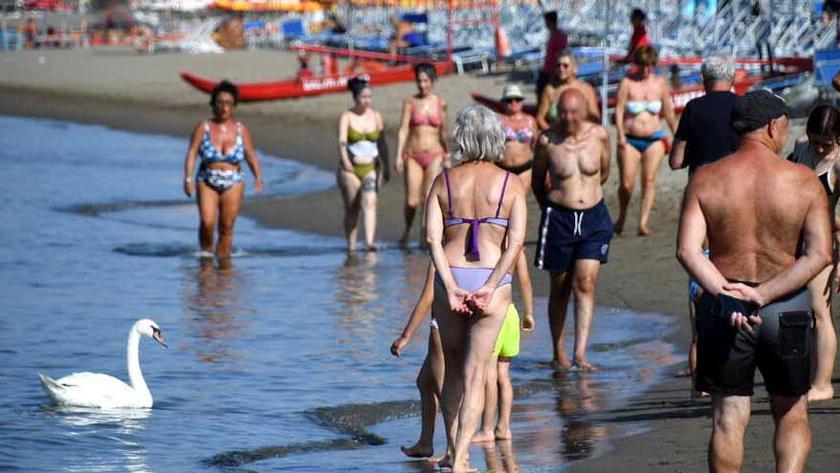Un cigno avvistato a Marina di Massa nei giorni scorsi