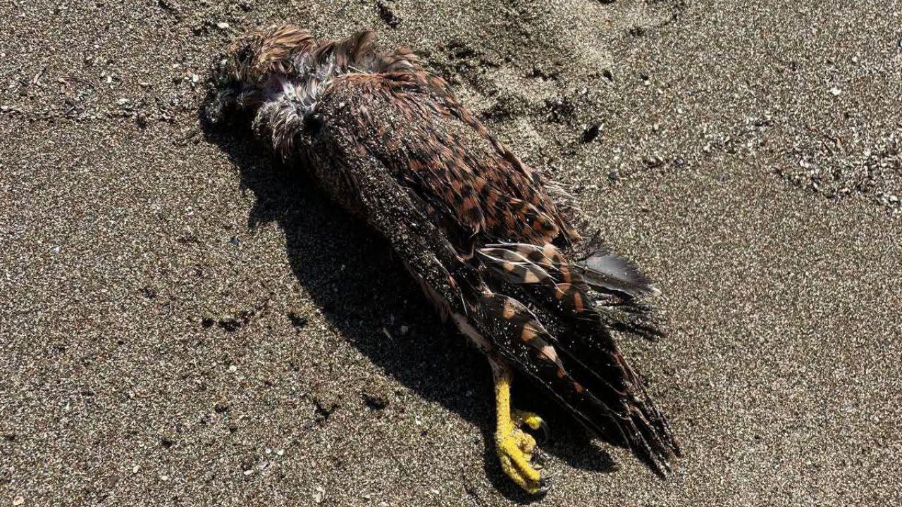 Il giovane rapace trovato morto in spiaggia