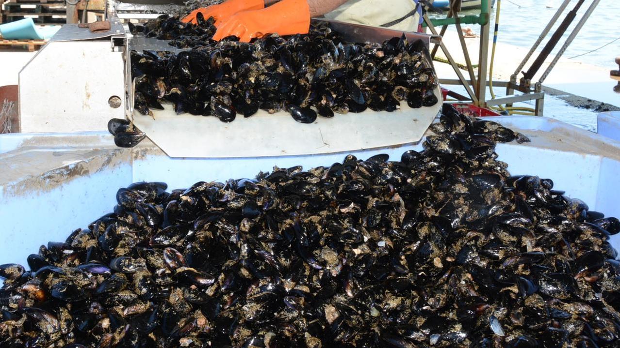 Mare bollente: strage di cozze e vongole – Che cosa sta succedendo