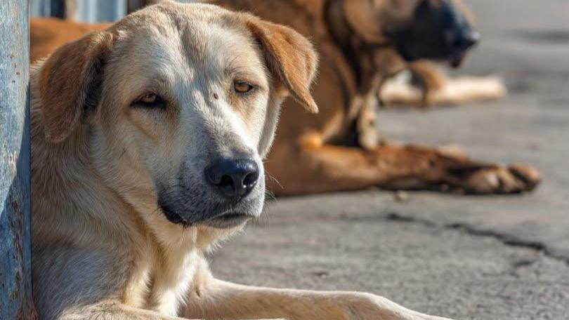 Olbia, catturati i primi cani randagi della zona industriale. Nizzi: «Stanno bene, ora la sterilizzazione»