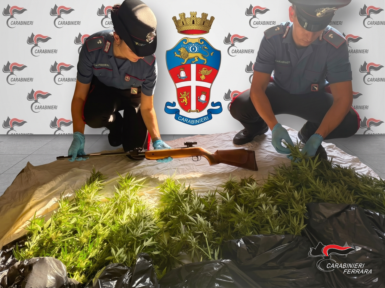 Mesola, piantagione di marijuana in giardino: denunciato un 50enne