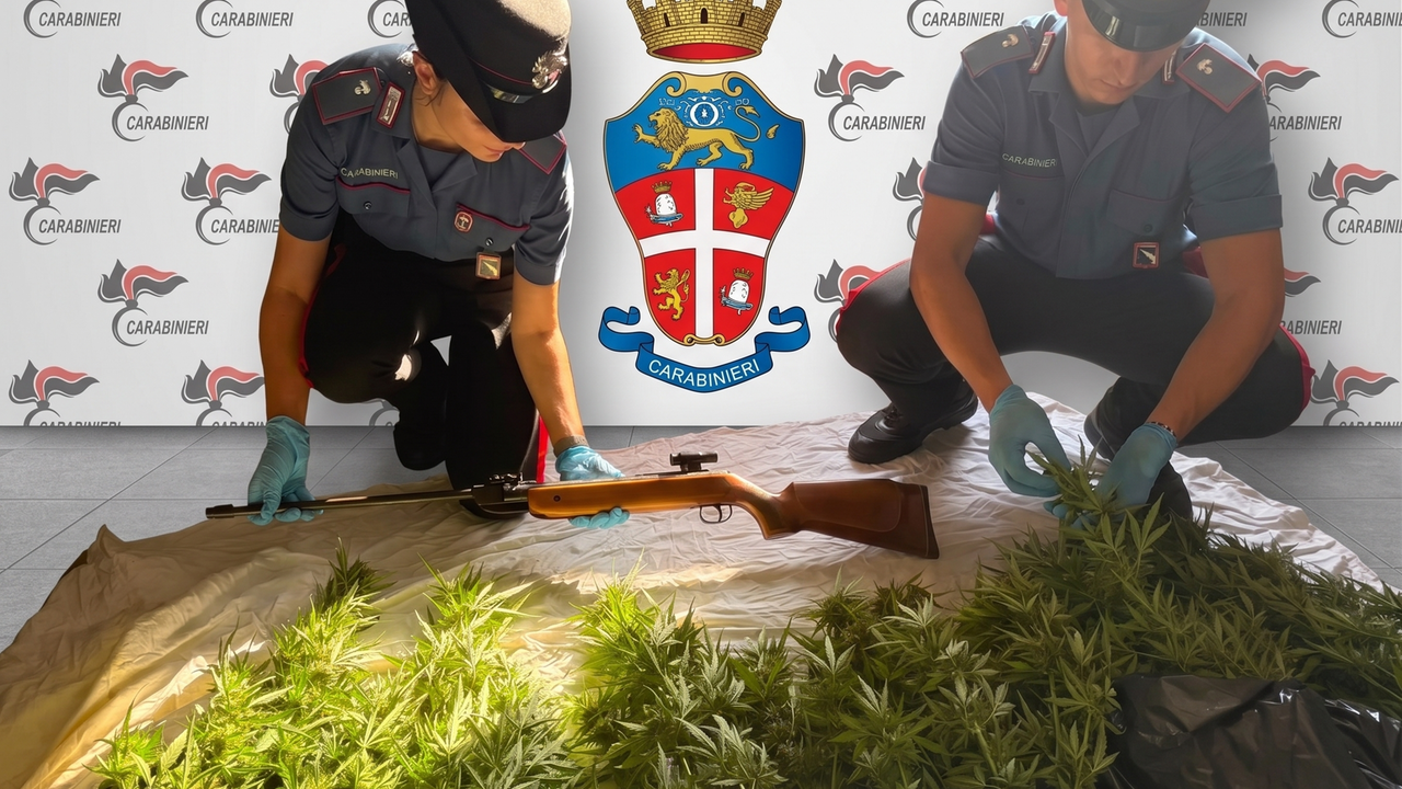 Mesola, piantagione di marijuana in giardino: denunciato un 50enne