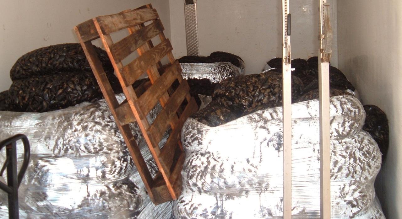 Comacchio, commercio di prodotti alimentari pericolosi: sequestrate 15 tonnellate di vongole