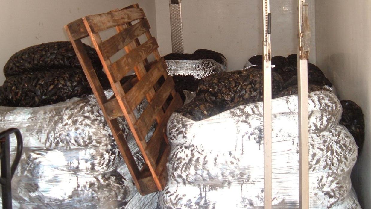 Comacchio, commercio di prodotti alimentari pericolosi: sequestrate 15 tonnellate di vongole