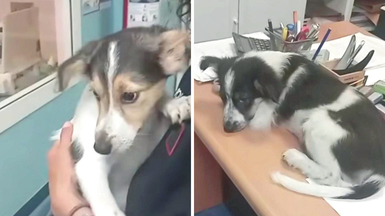 
	I due cagnolini ritrovati a Palazzi

