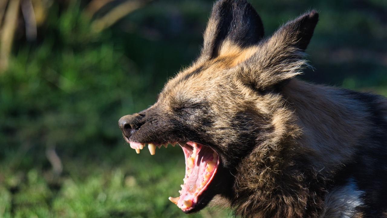 Azzannato da due cani all'improvviso e morso su tutto il corpo – Tragedia sfiorata in Toscana