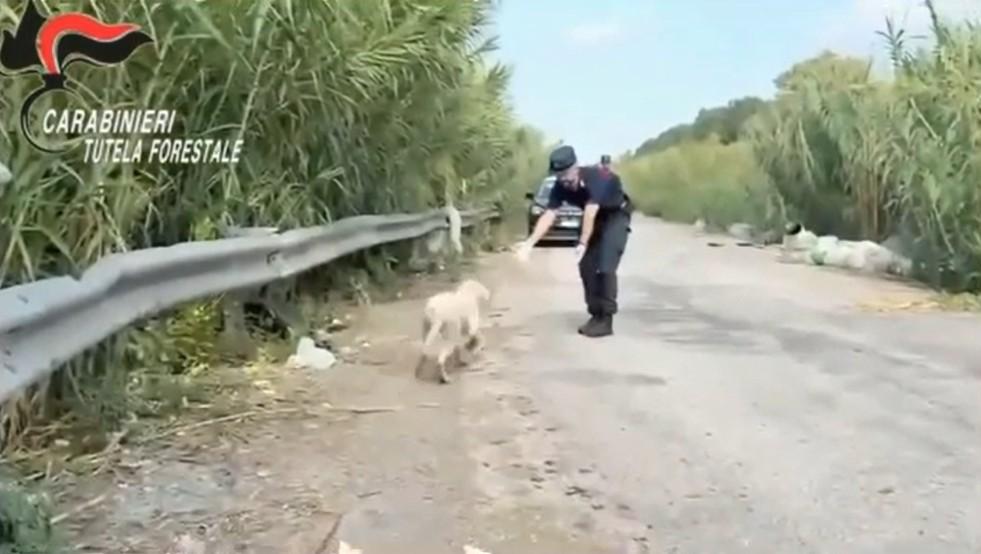 Abbandona un cucciolo per strada insieme a rifiuti pericolosi: denunciato un imprenditore