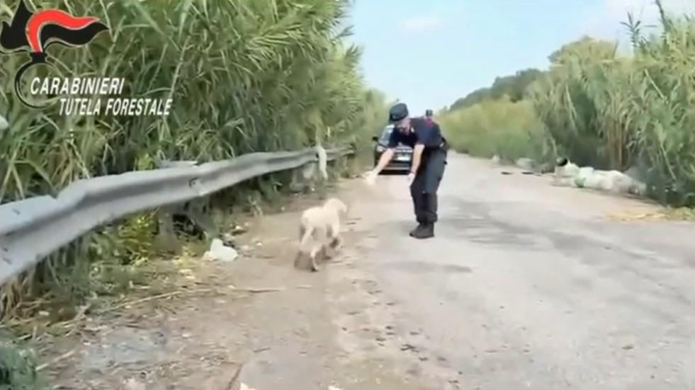 Abbandona un cucciolo per strada insieme a rifiuti pericolosi: denunciato un imprenditore