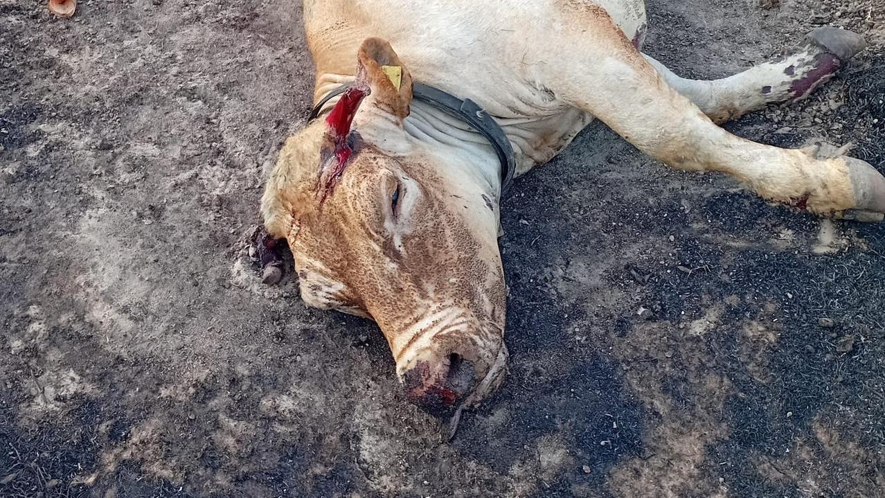 Inferno di fuoco a Noragugume, aziende agricole in ginocchio. Il sindaco Michele Corda: «I danni sono incalcolabili» – VIDEO