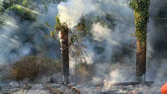 Viareggio, incendio vicino a Villa Borbone: origine dolosa<br>