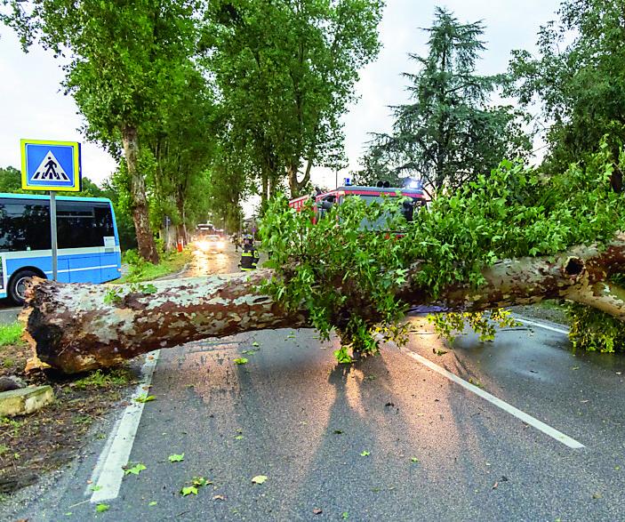 Ferrara, alberi abbattuti dal maltempo: le vere cause spiegate dall’esperto