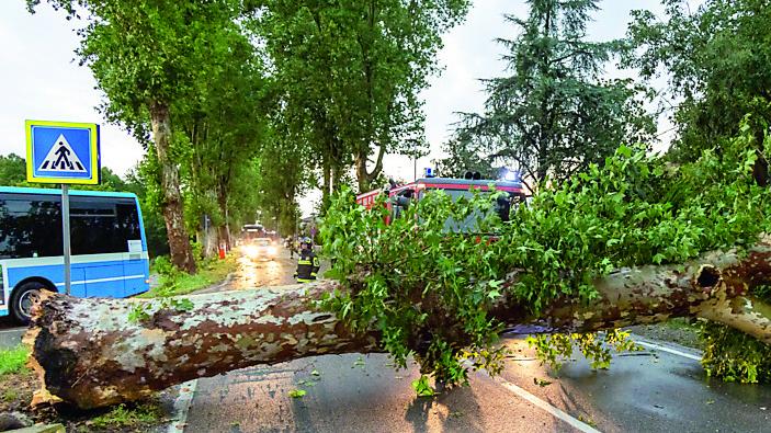Ferrara, alberi abbattuti dal maltempo: le vere cause spiegate dall’esperto