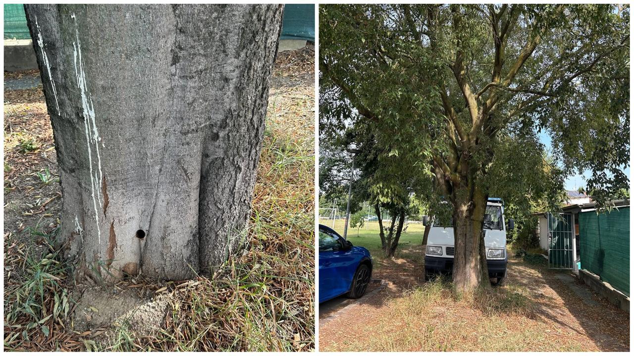 Il buco nel tronco dell'albero "avvelenato"