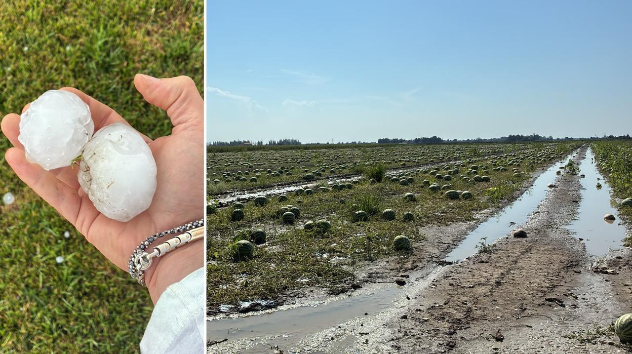 
	La grandine che ha devastato le angurie di Morselli nella Bassa

