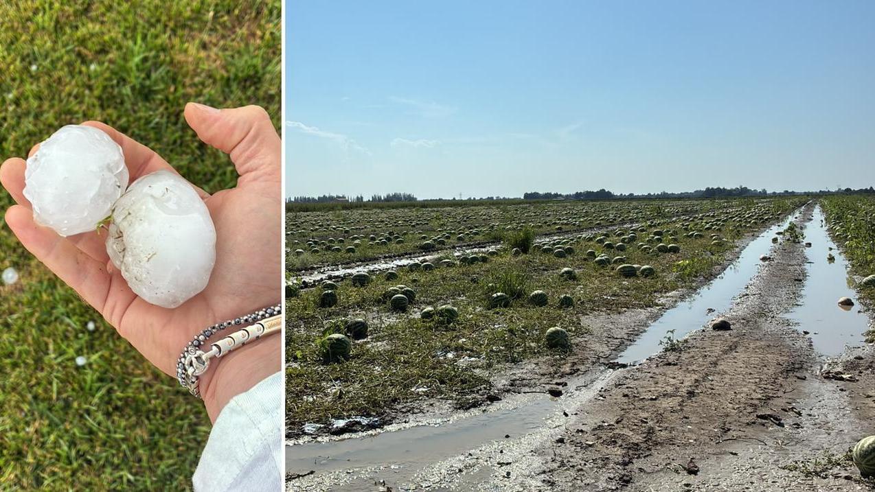 La grandine che ha devastato le angurie di Morselli nella Bassa