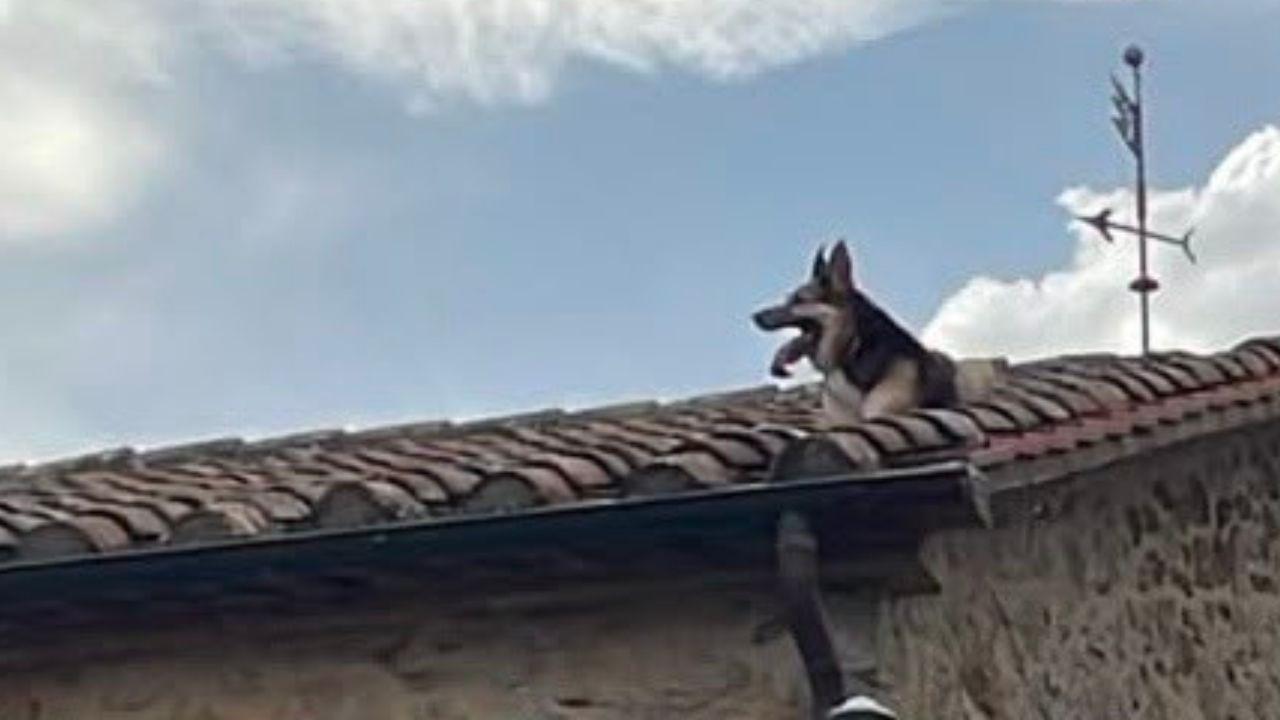 Pastore tedesco intrappolato sul tetto, rischia di precipitare: decisivo l’arrivo dei vigili del fuoco
