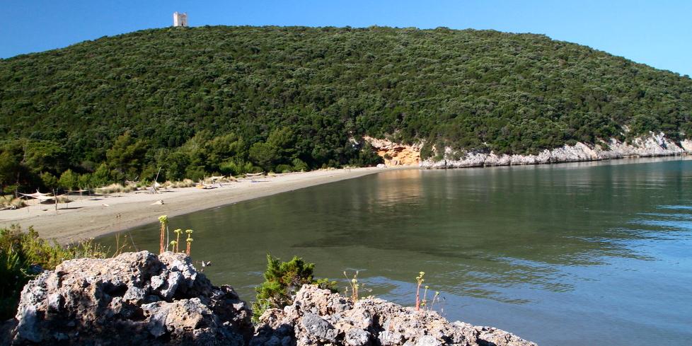 Il cane sta male mentre è in spiaggia: i proprietari se ne vanno, lui muore. Il caso choc a Cala di Forno nel Parco della Maremma