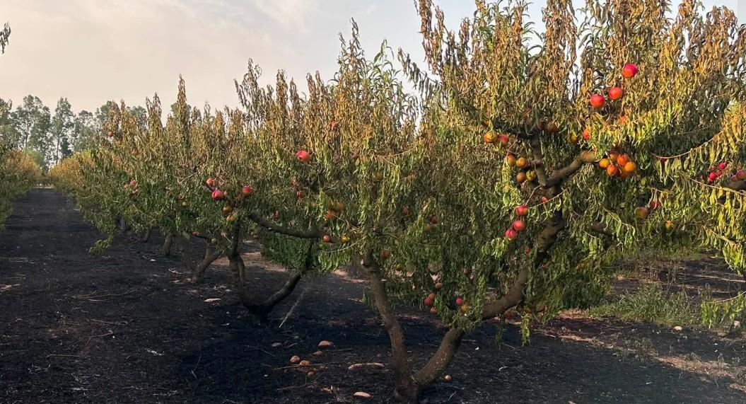 Incendi nel sud Sardegna, 11 mezzi aerei in volo per domare l’inferno di fuoco: in cenere aziende e frutteti, fiamme fino all’ippodromo