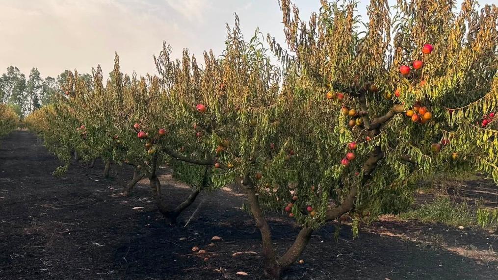 Incendi nel sud Sardegna, 11 mezzi aerei in volo per domare l’inferno di fuoco: in cenere aziende e frutteti, fiamme fino all’ippodromo