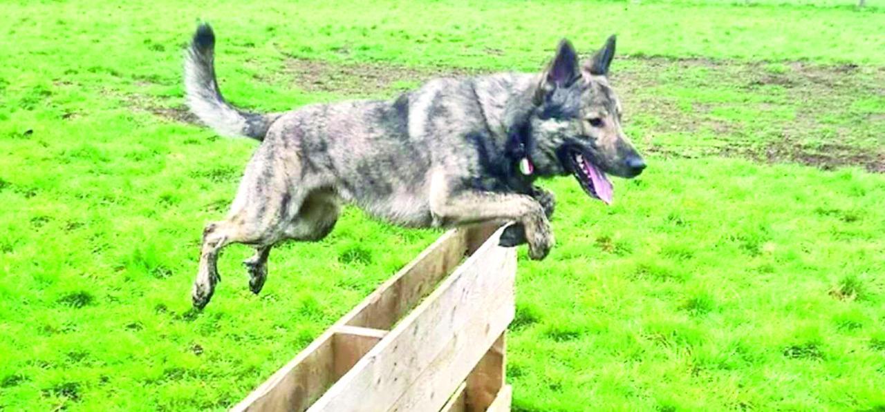 Il Cane Lupino del Gigante, la razza simbolo dell'Appennino reggiano che rischiava di scomparire e oggi viene salvaguardata