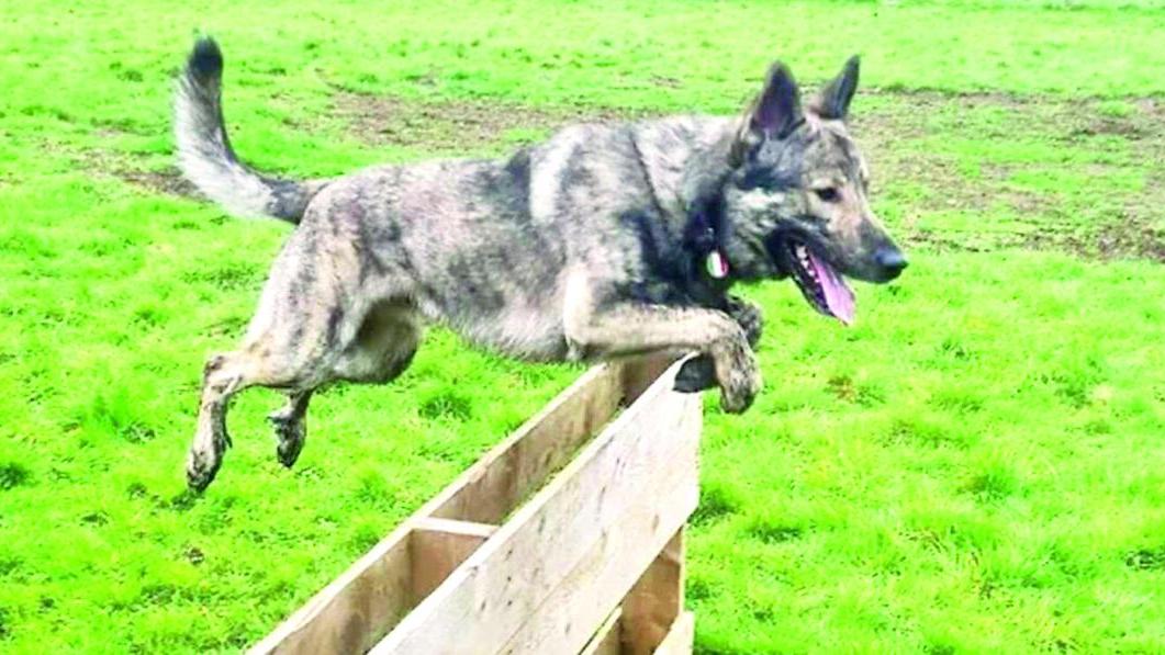 Il Cane Lupino del Gigante, la razza simbolo dell'Appennino reggiano che rischiava di scomparire e oggi viene salvaguardata
