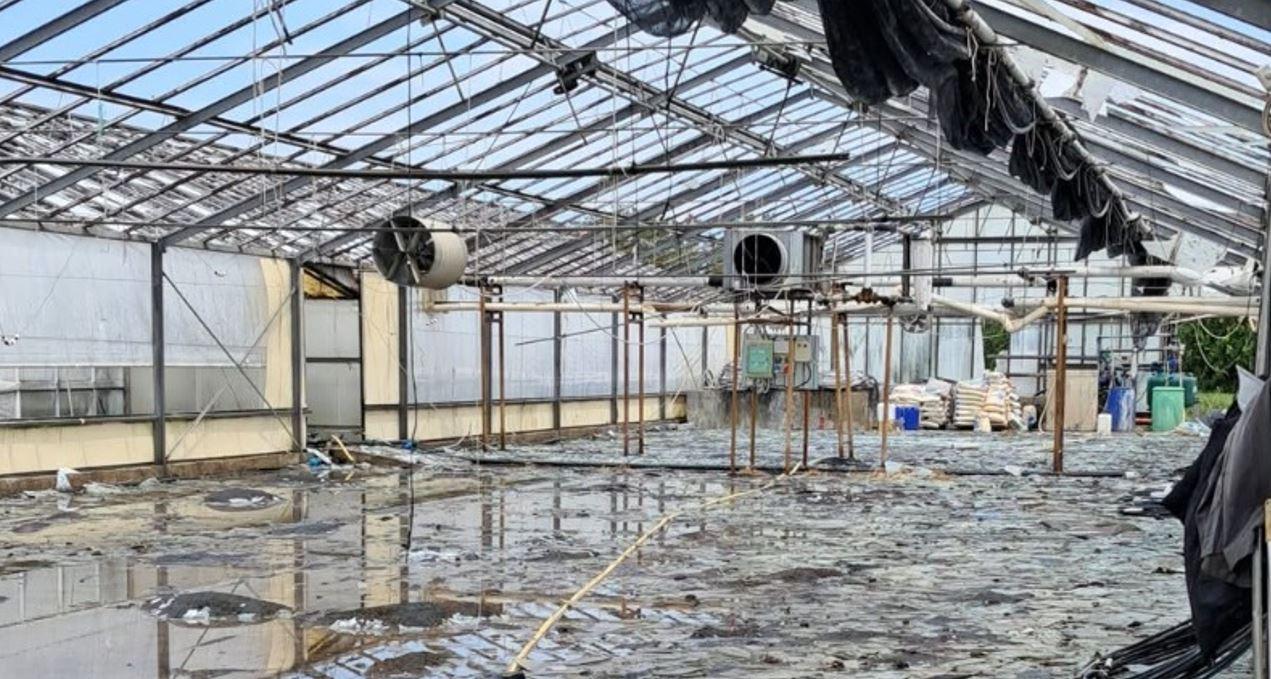 Ferrara, Floricoltura Buriani in ginocchio: serre distrutte dalla grandine
