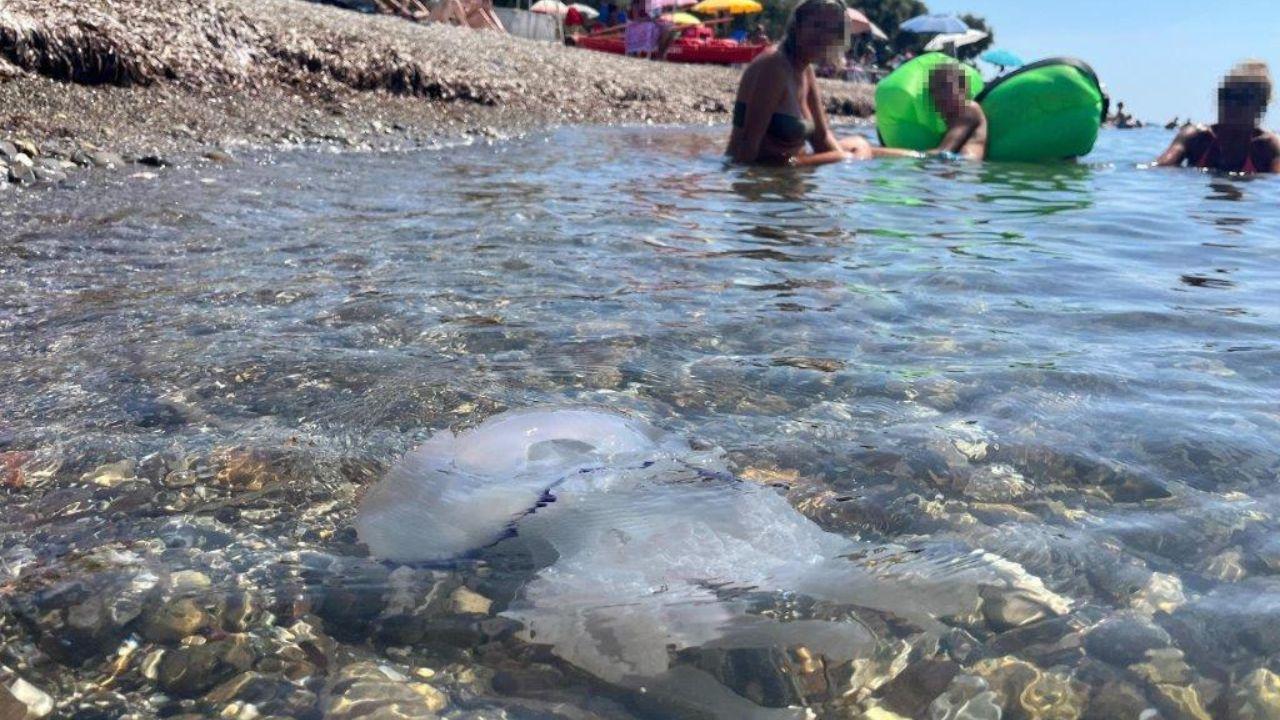 Meduse in acqua davanti alla spiaggia dei Tre Ponti (foto d'archivio)
