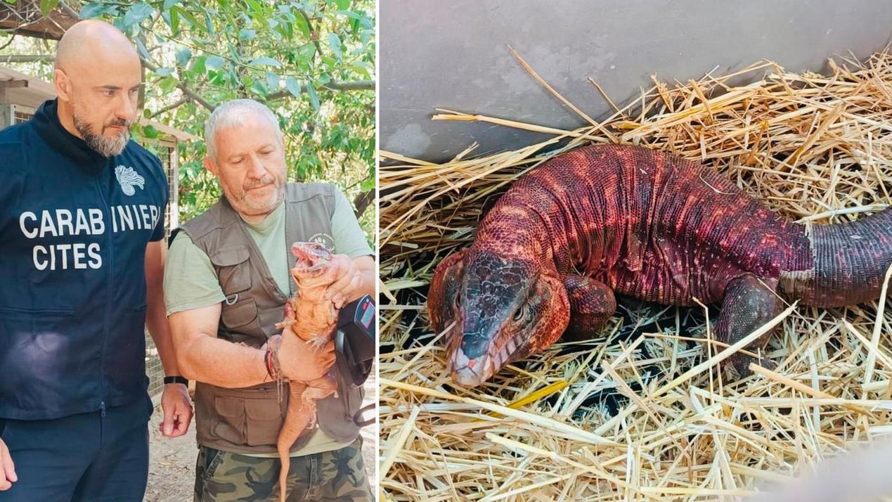 Il tegu argentino rosso
