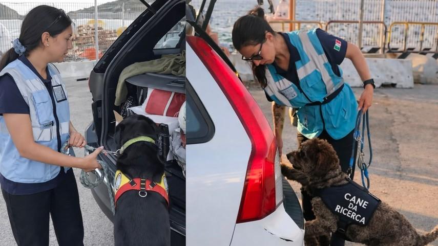 Peste suina, controlli a tappeto con i cani molecolari: sequestri nei porti galluresi