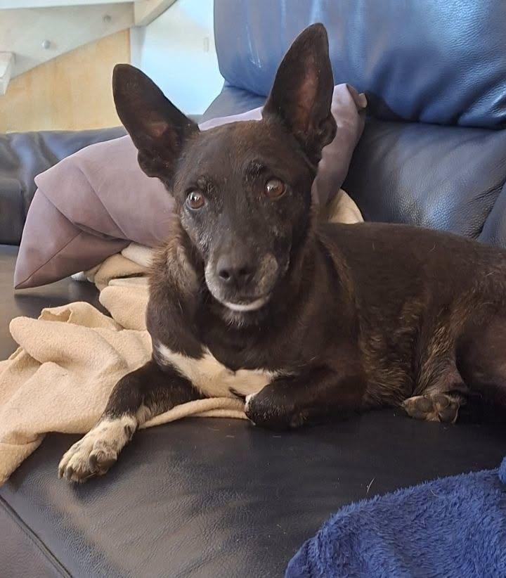 Zorro è salvo: il tumore è stato operato grazie alla solidarietà di tante di persone. Ora cerca casa