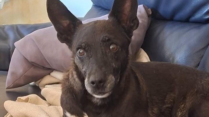 Zorro è salvo: il tumore è stato operato grazie alla solidarietà di tante di persone. Ora cerca casa
